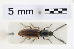 Foto (Dorsalansicht) von Anostirus pullatus (NHMW-ZOO-COL-0008656)
